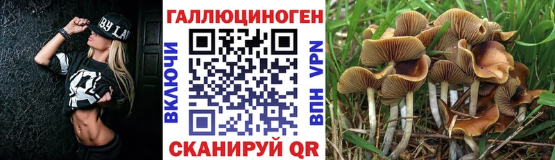 Псилоцибиновые грибы Psilocybe  Куртамыш 